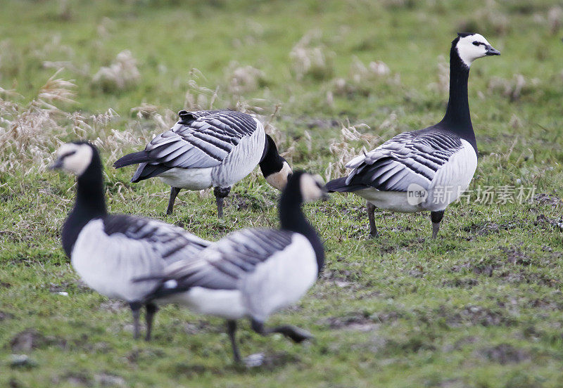 藤壶鹅(Branta leucopsis)